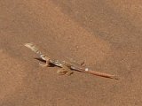 lezard Sossusvlei FP